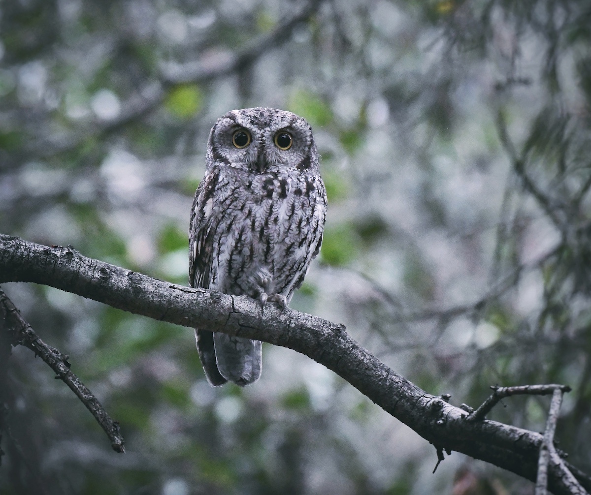 Western Screech Owl, Santa Monica Mountains. Photo by Caleb Peterson
