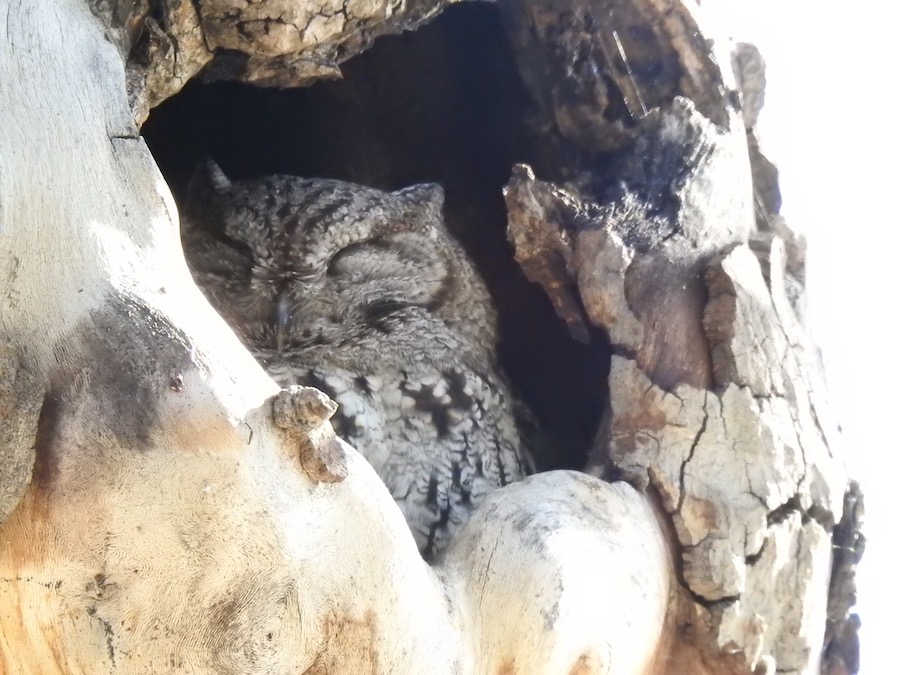 Western Screech Owl, Bailey Canyon Park in Sierra Madre. Photo by Jim Margitan