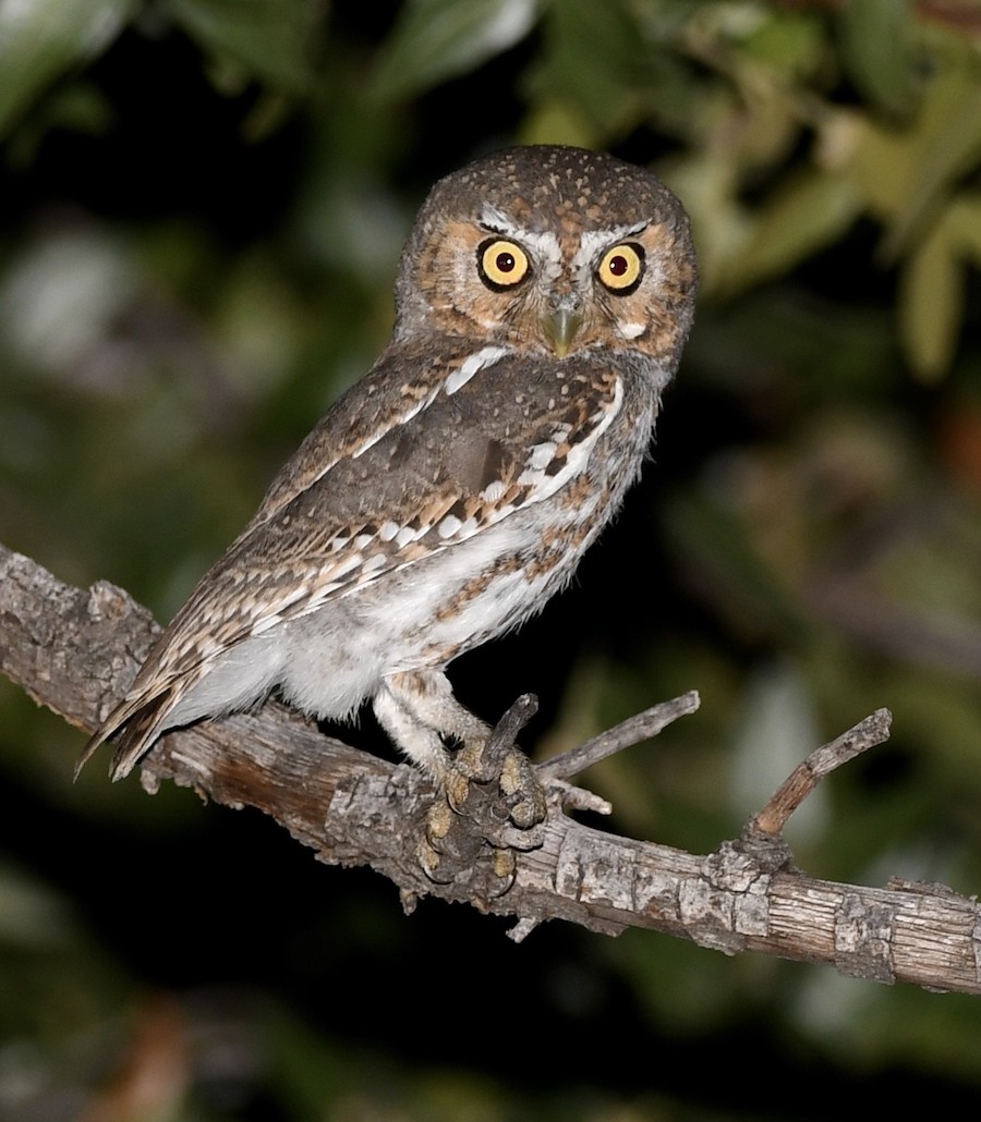 Elf Owl, Hereford, AZ. Photo by Tom Mills