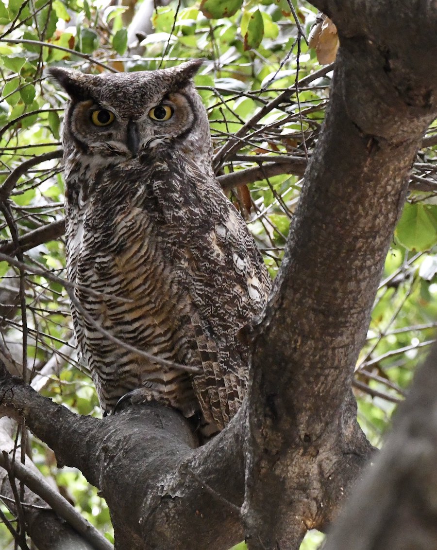 Great-horned Owl, LA Arboretum. Photo by Tom Mills