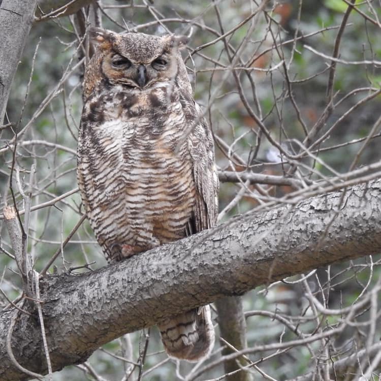 Great-horned Owl, Pasadena, CA. Photo by Tom Mills