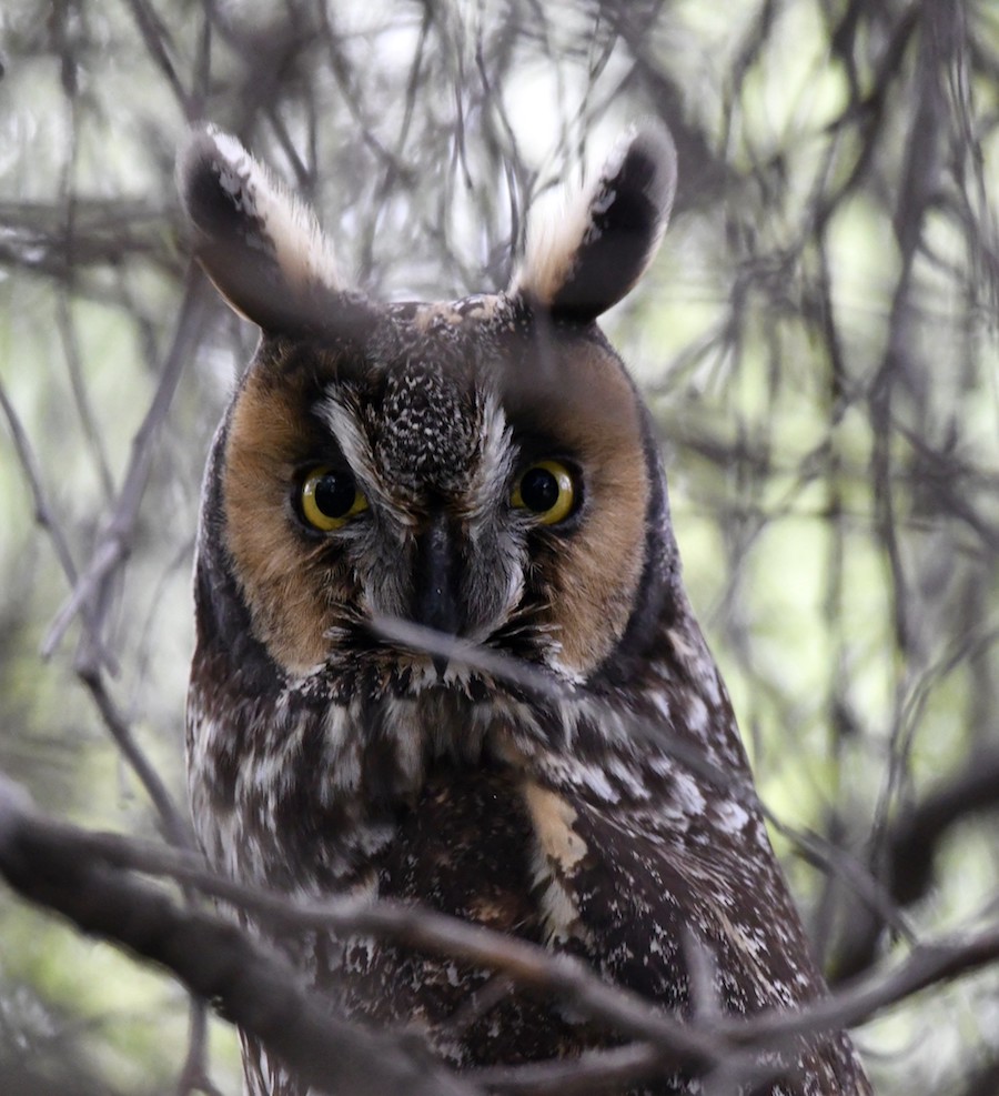 Long-eared Owl, San Dimas, CA. Photo by Tom Mills