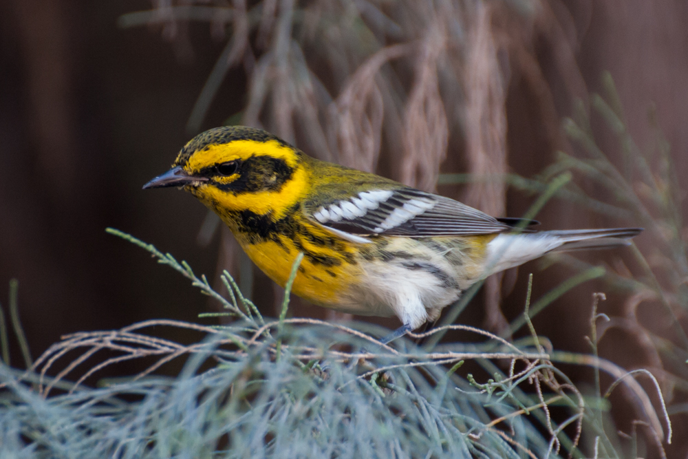 Townsend's warbler