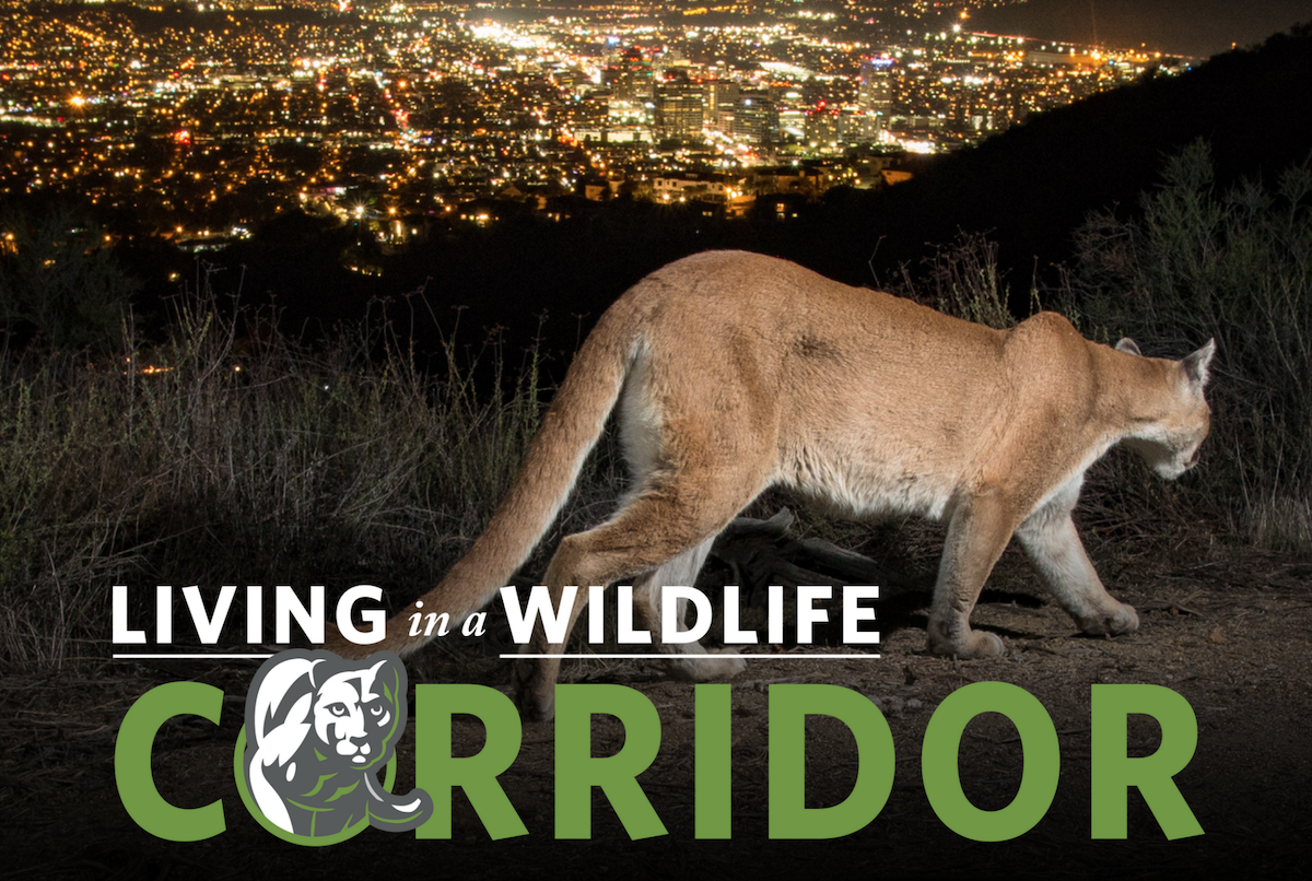 Night photo of a Mountain lion over Los Angeles