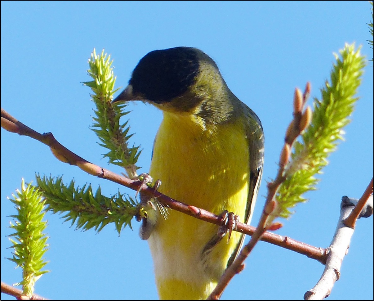 Lesser Goldfinch