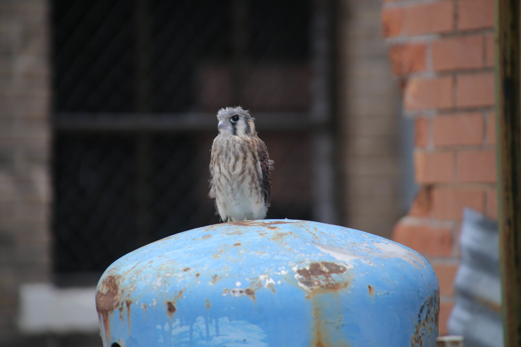 American Kestrel. Image by Paul Sableman https://flickr.com/photos/pasa/28789454698/in/photostream/ License: https://creativecommons.org/licenses/by/2.0/