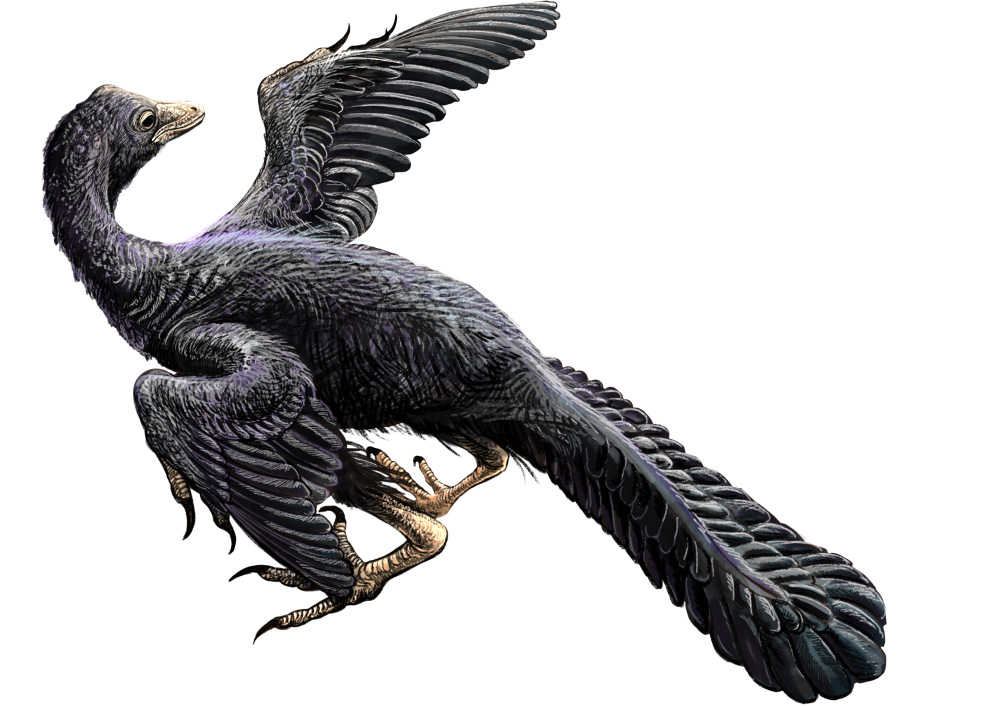 Drawing of Archaeopteryx