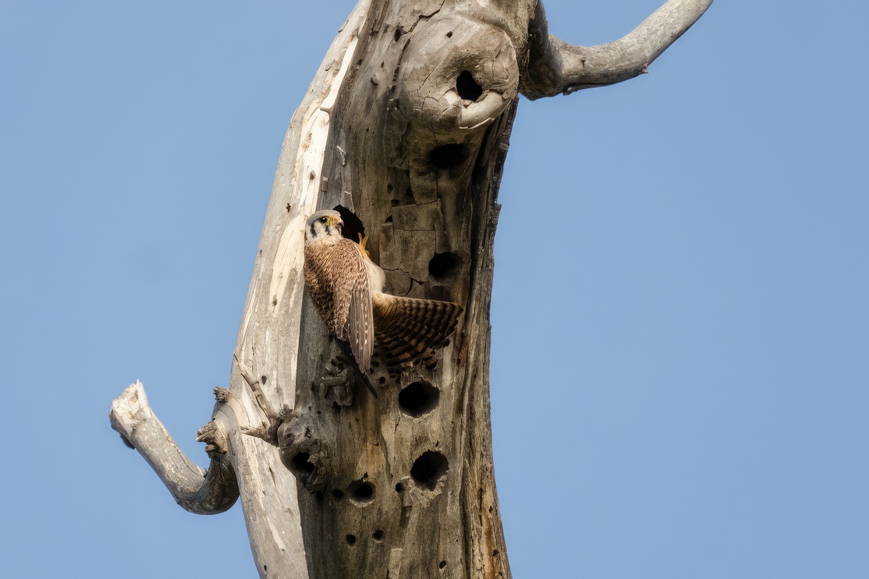 Kestrel in cavity