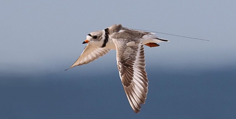 Piping Plover with a Motus transmitter