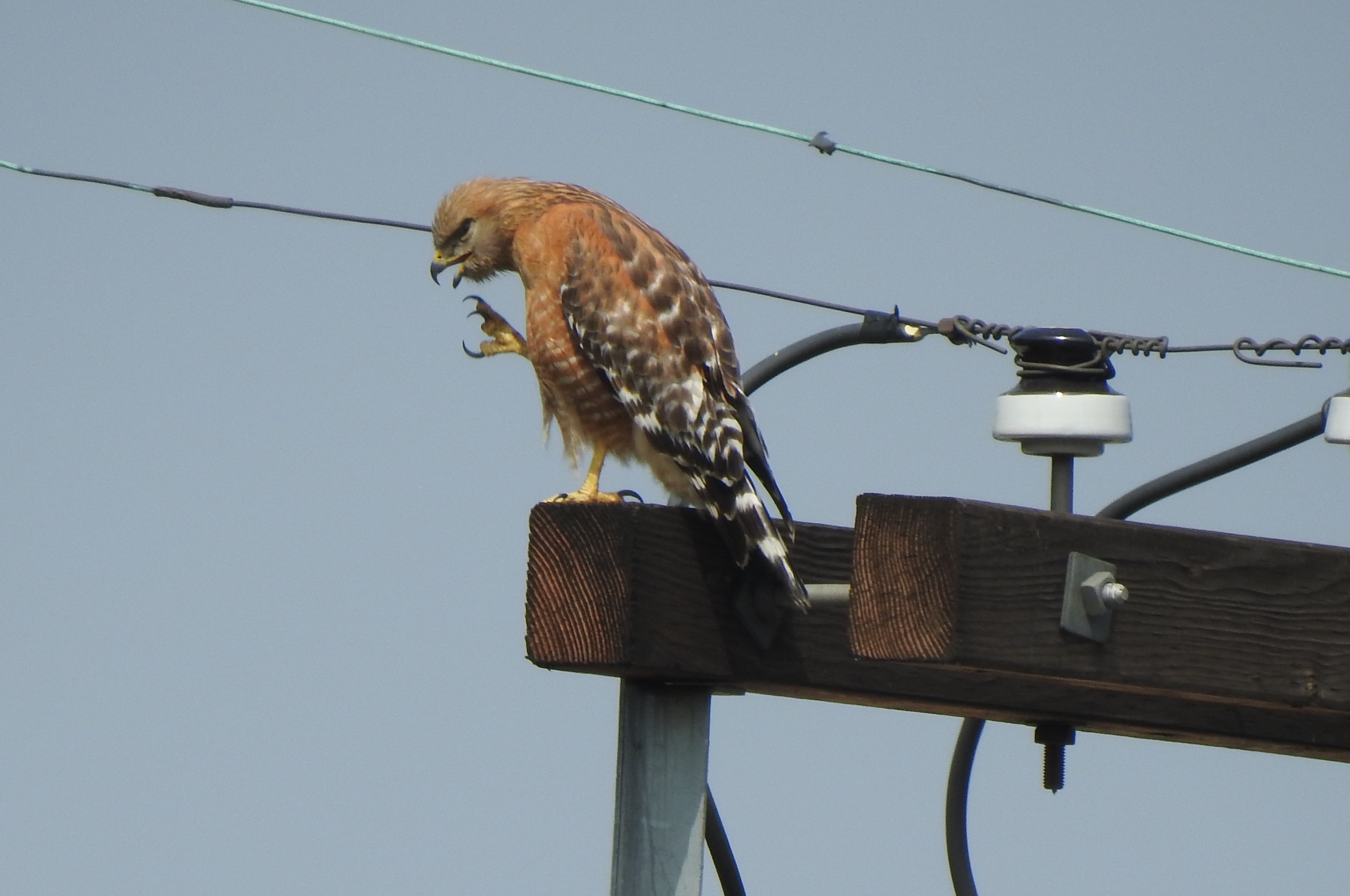 Red-shouldered Hawk photo by Lois Brunet