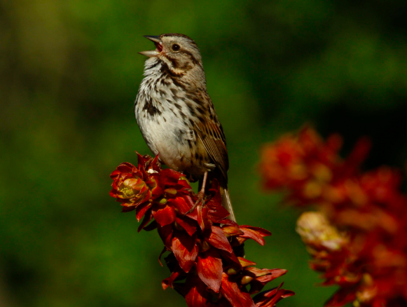 Song Sparrow