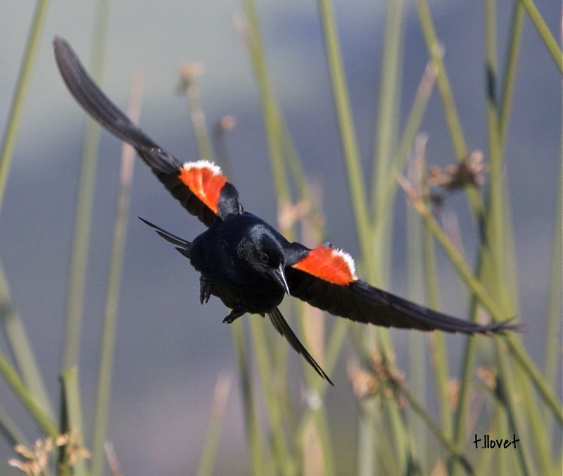 Tri-colored Blackbird. Photo by Teddy Llovet