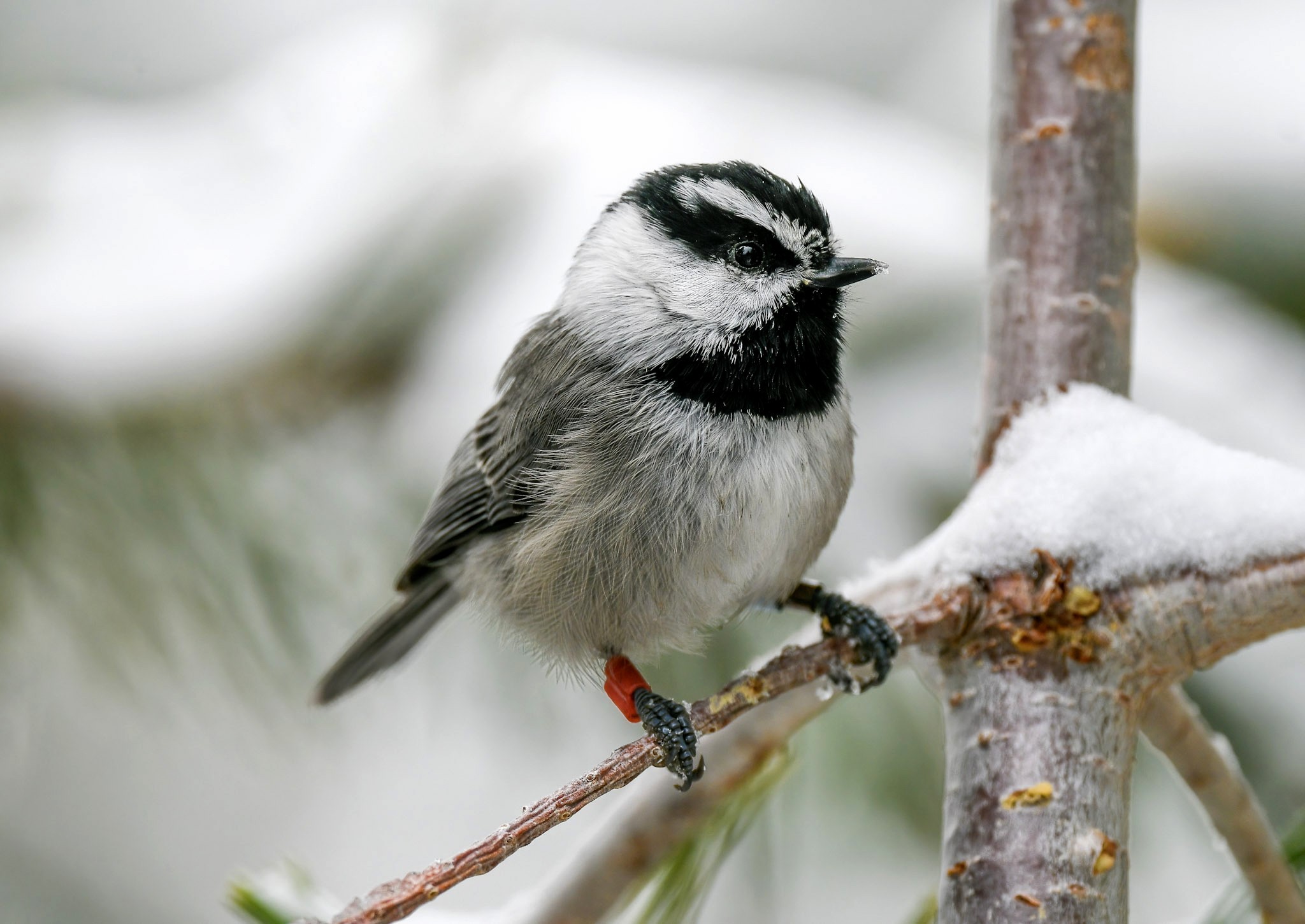 Mountain Chickadee