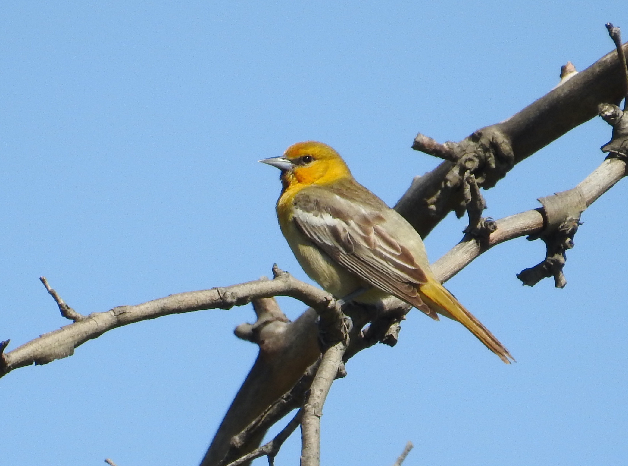 Female Bullocks Oriole. Photo by Lois Brunet