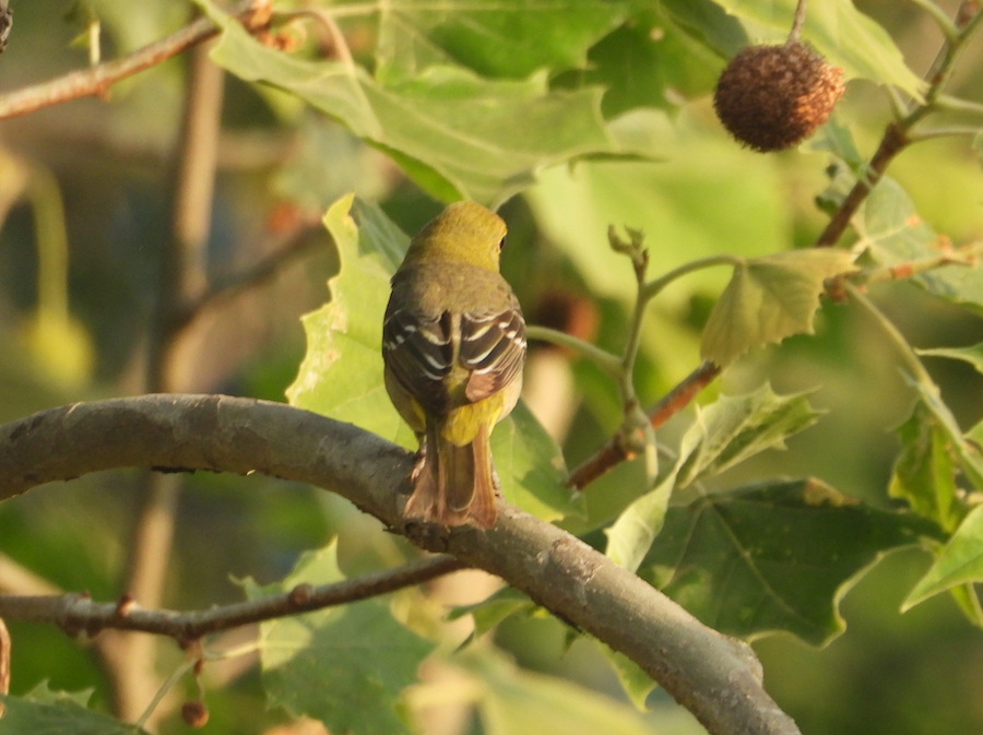 mystery bird