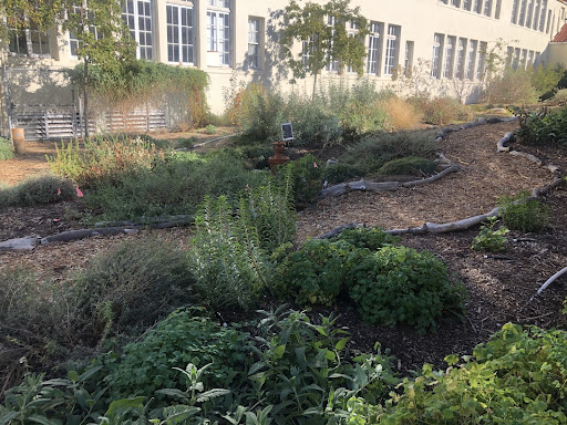 Pasadena Audubon’s native garden at Washington Elementary School