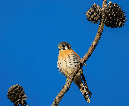 American Kestral