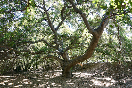 Coastal Live Oak tree