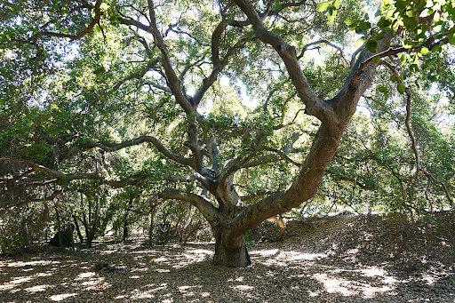 Oak tree