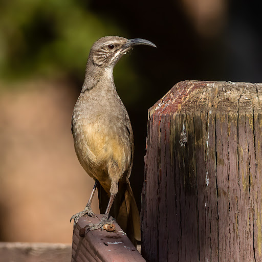 California Thrasher