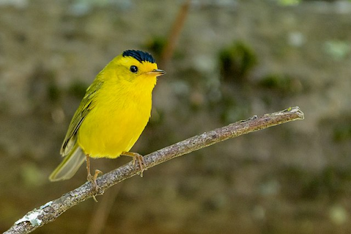 Wilsons Warbler