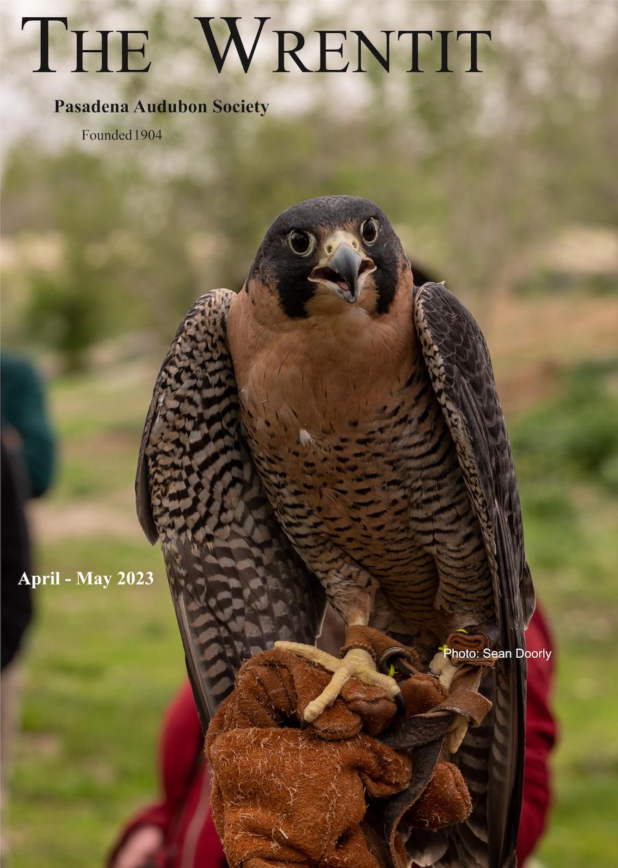 April - May 2023 Wrentit newsletter cover